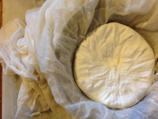 Labneh after 12 hours draining