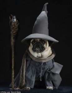 Witchy pug